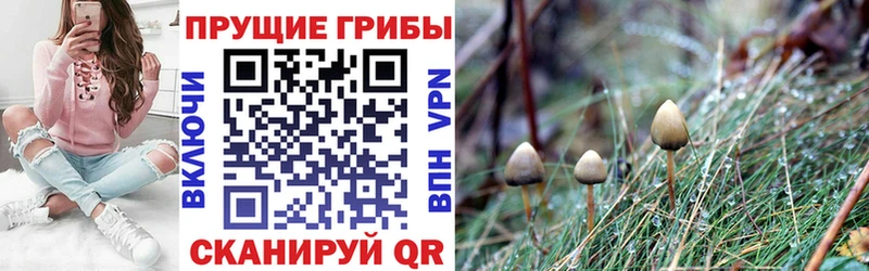 Купить  Среднеколымск  Псилоцибиновые грибы Psilocybine cubensis 